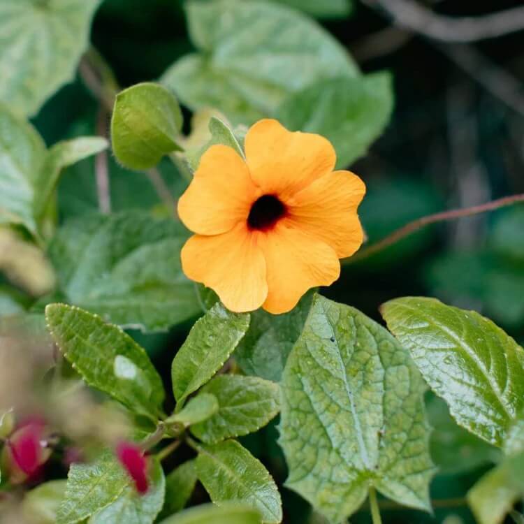 Thunbergia Seeds