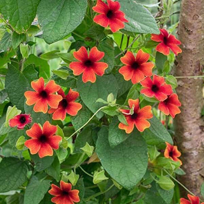 Thunbergia Seeds