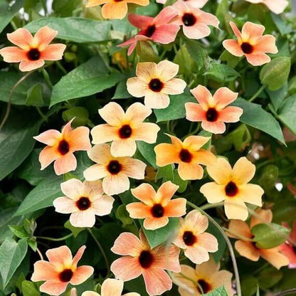 Thunbergia alata seeds