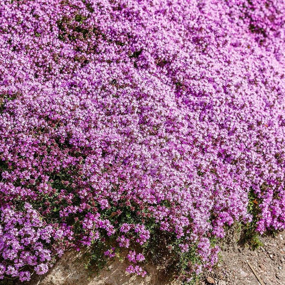Thyme Ground Cover Seeds