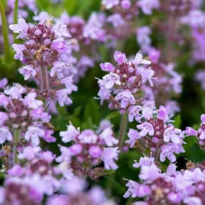 Thyme Ground Cover Seeds