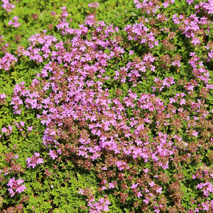 Thyme Ground Cover Seeds