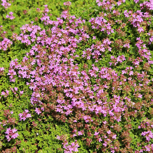 Thyme Ground Cover Seeds