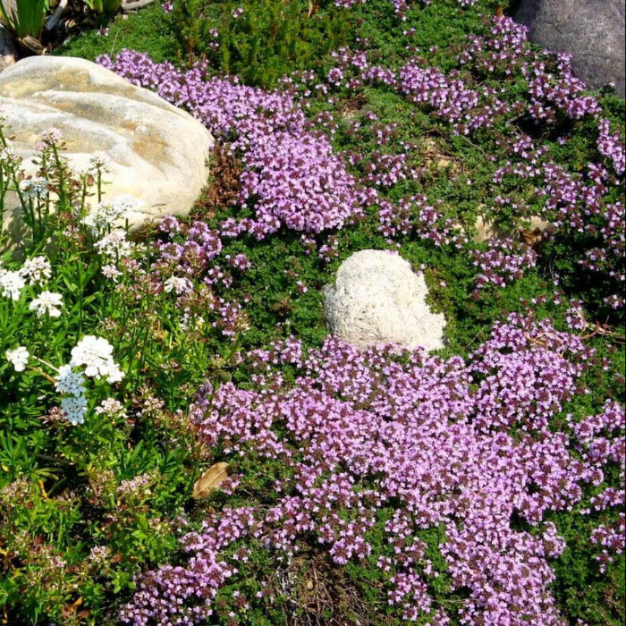 Thyme Ground Cover Seeds