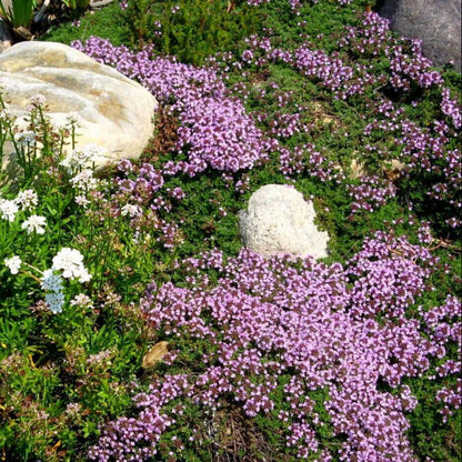 Thyme Ground Cover Seeds