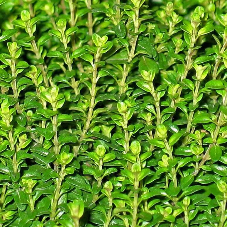 Thyme Seeds 