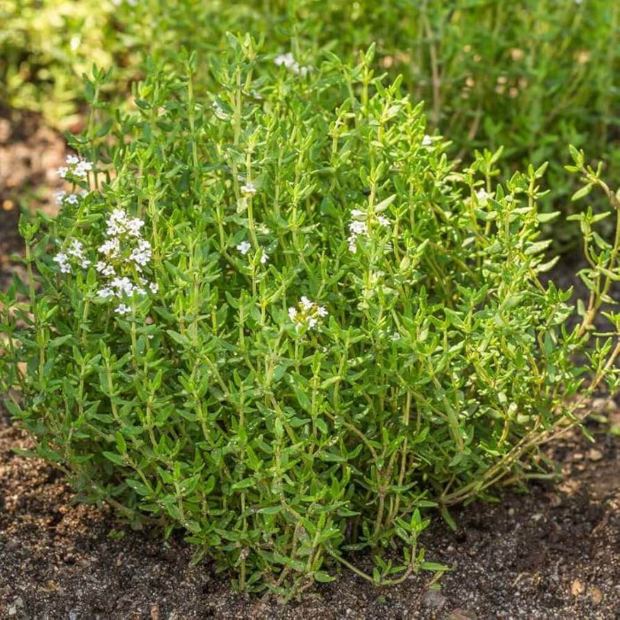 Thyme Seeds - Herbal Plant