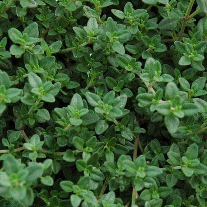 Thyme Seeds - Herbal Plant