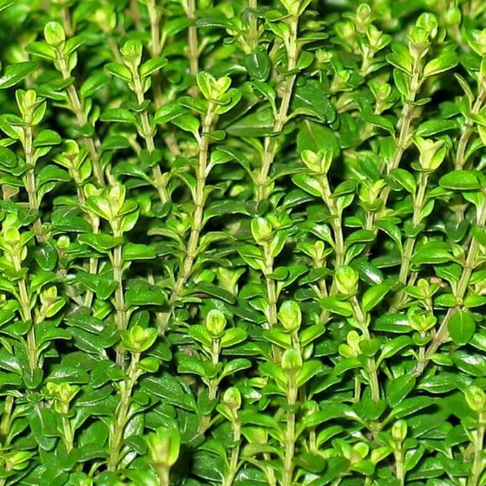 Thyme Seeds - Herbal Plant
