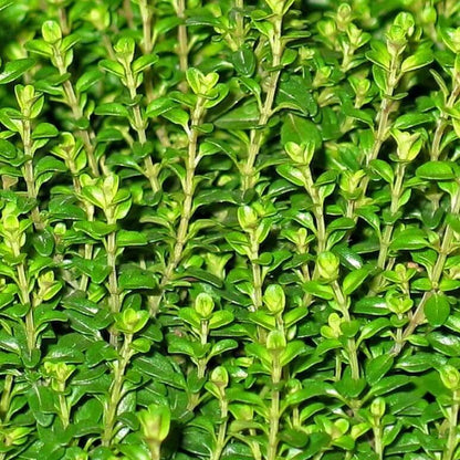 Thyme Seeds - Herbal Plant