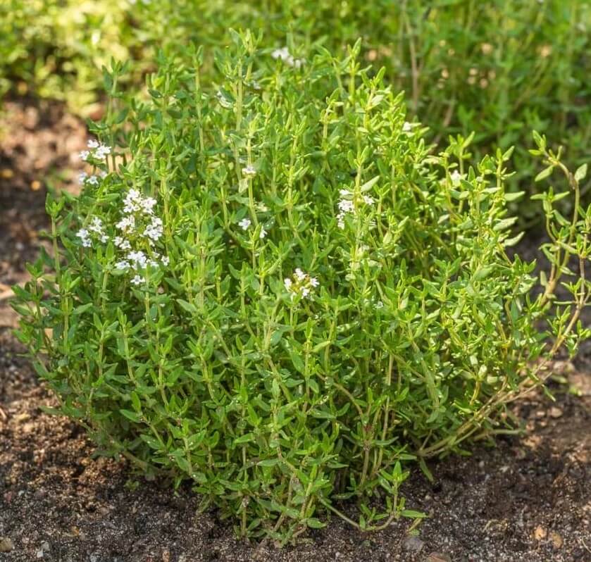 Thyme Seeds 