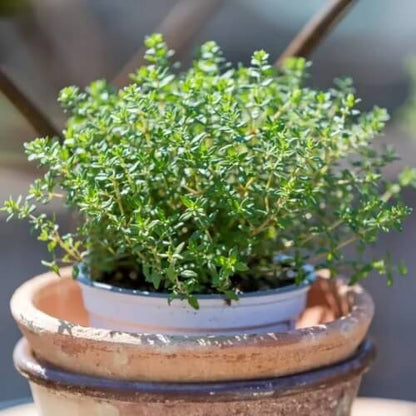 Thyme Seeds 
