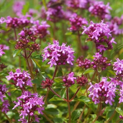 Thymus Serpyllum Seeds 