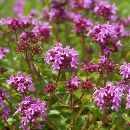 Thymus Serpyllum Seeds 
