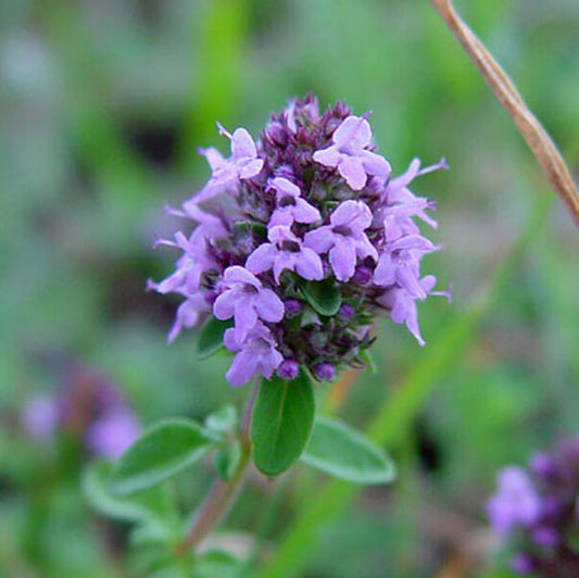 Thymus Serpyllum Seeds - Flower Plant