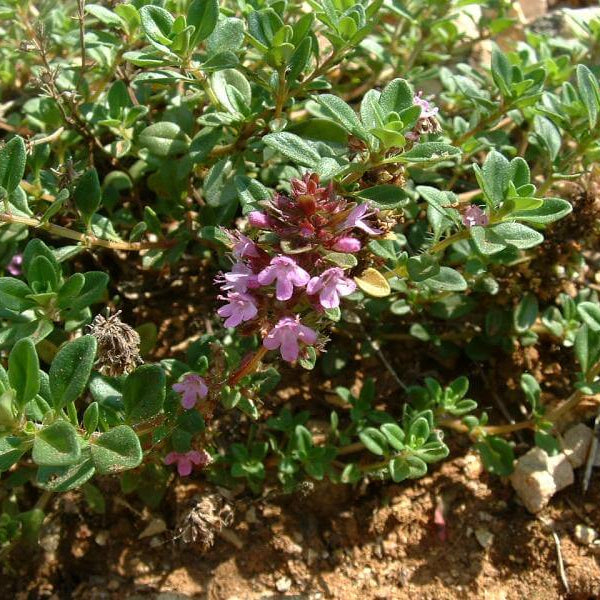 Thymus Serpyllum Seeds - Flower Plant