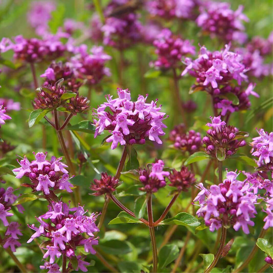 Thymus Serpyllum Seeds - Flower Plant