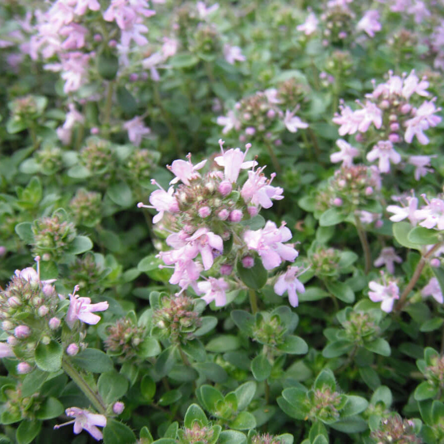 Thymus Serpyllum Seeds - Flower Plant