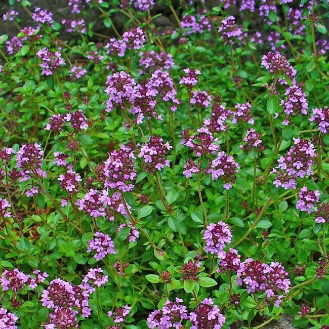 Thymus Serpyllum Seeds 