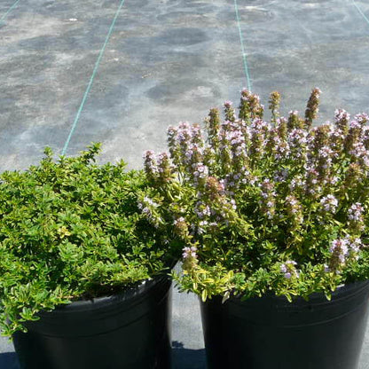Thymus Vulgaris Seeds - Herbal Plant