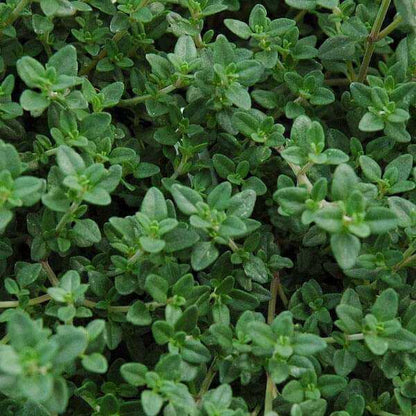 Thymus Vulgaris Seeds - Herbal Plant