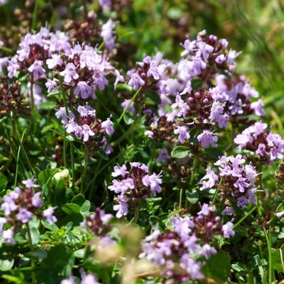Thymus Vulgaris Seeds - Herbal Plant