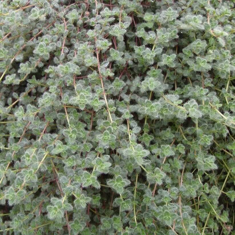 Thymus pseudolanuginosus seeds