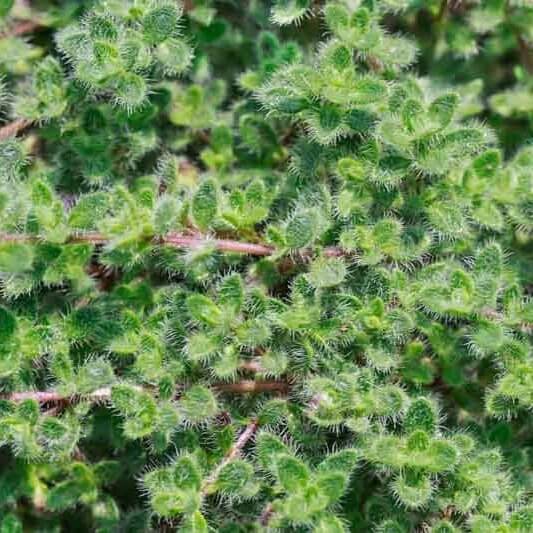 Thymus pseudolanuginosus seeds