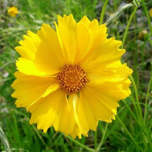 Tickseed Seeds  - Flower Plant