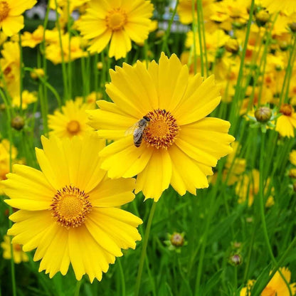 Tickseed Seeds  - Flower Plant