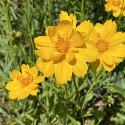 Tickseed Seeds  - Flower Plant