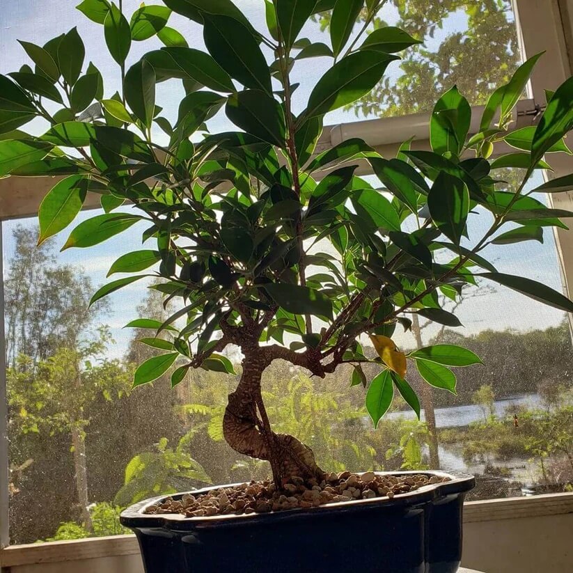 Tiger Bark Ficus Seeds