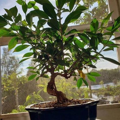 Tiger Bark Ficus Seeds