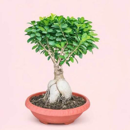 Tiger Bark Ficus Seeds
