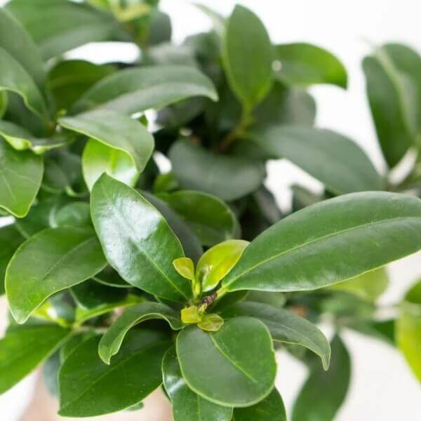 Tiger Bark Ficus Seeds