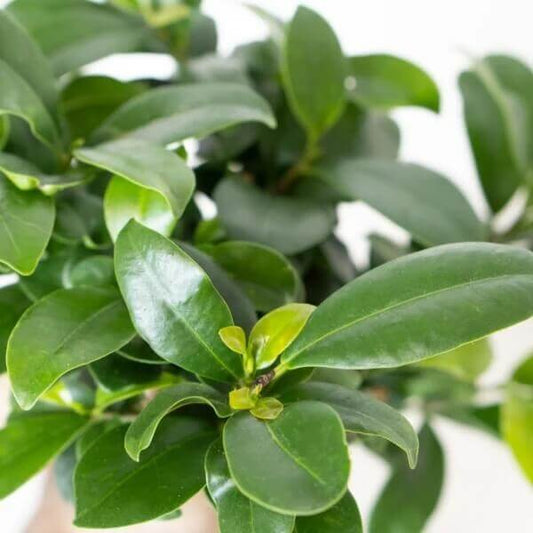 Tiger Bark Ficus Seeds
