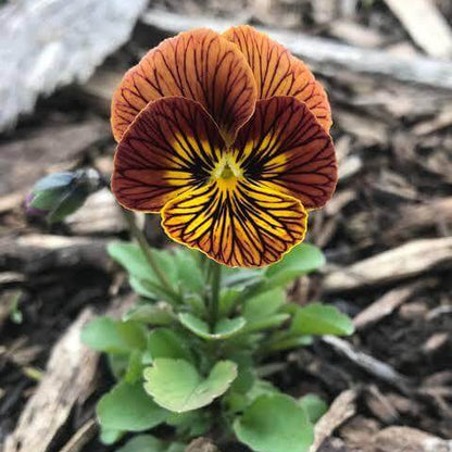 Tiger Eye Pansy Seeds 