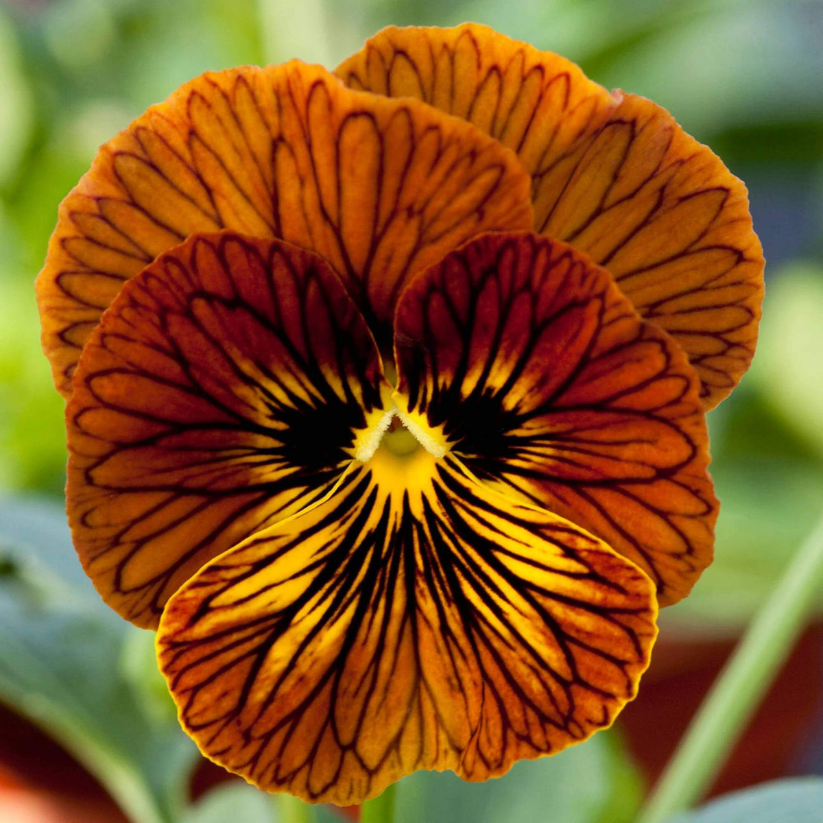 Tiger Eye Pansy Seeds 