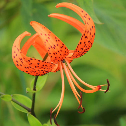 Tiger Lily Seeds - Flower Plant