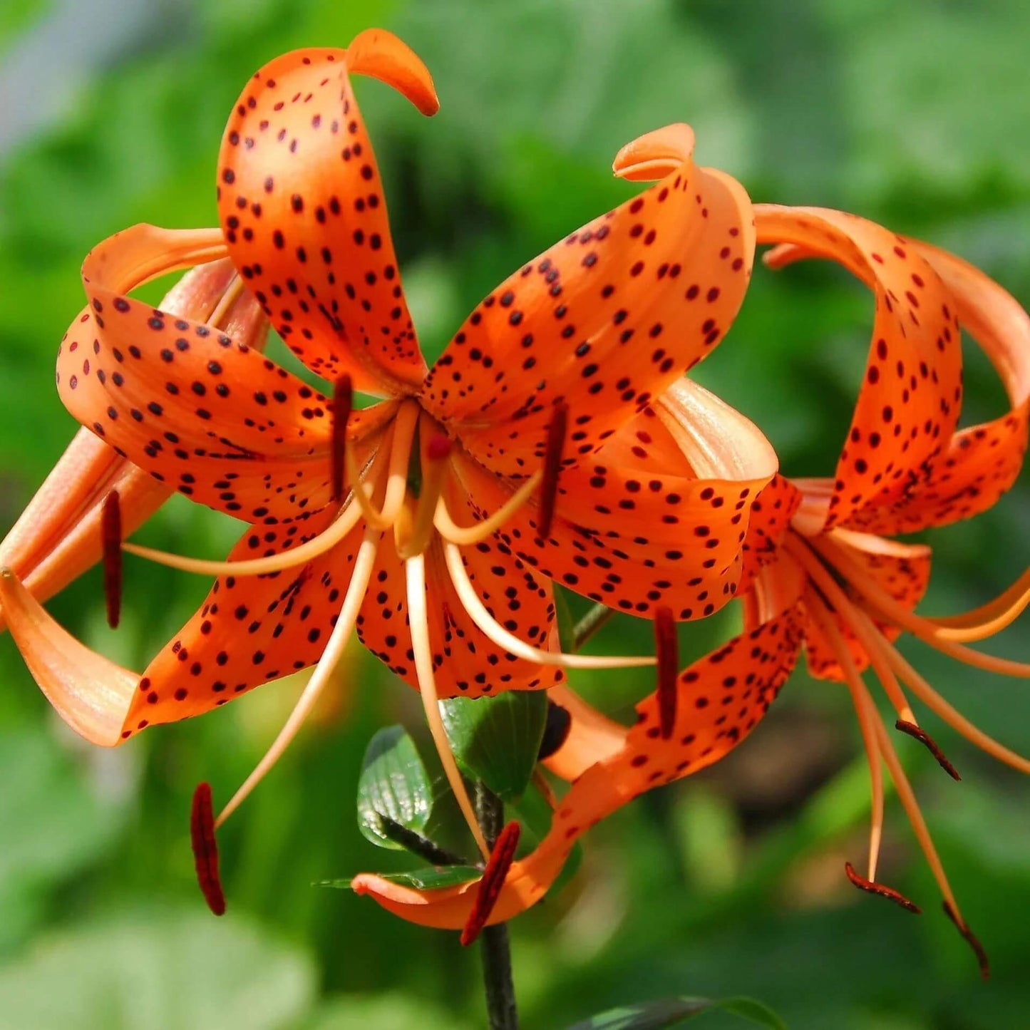 Tiger Lily Seeds - Flower Plant