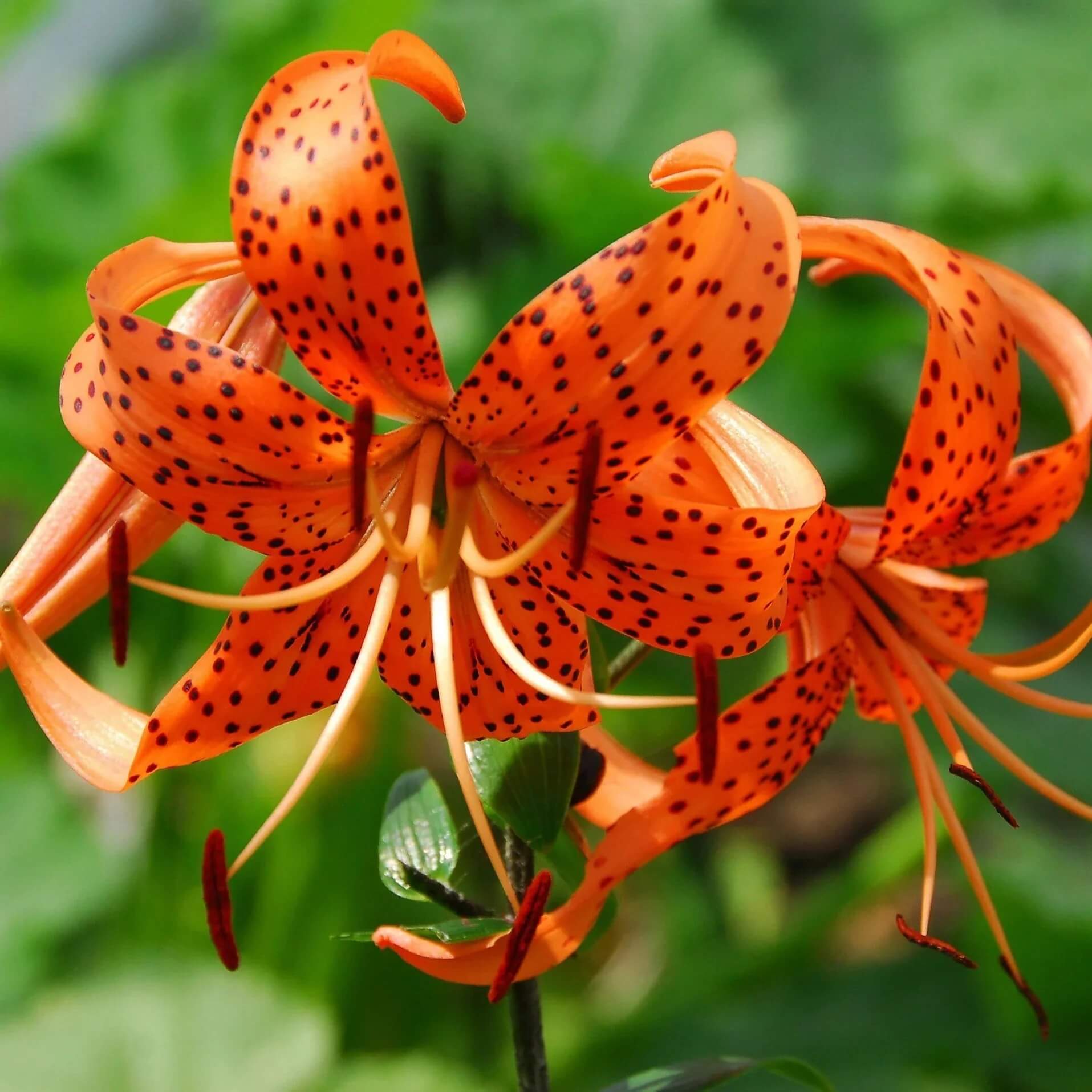 Tiger Lily Seeds - Flower Plant