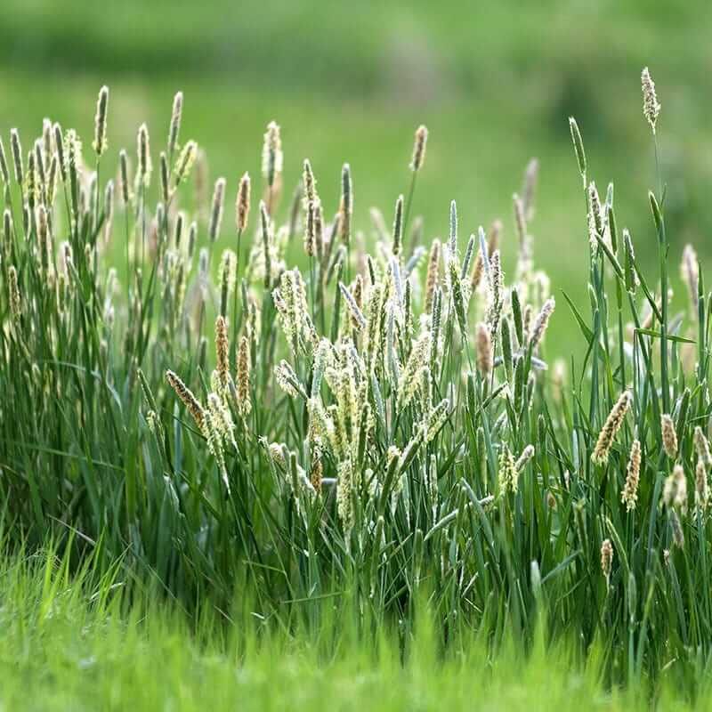 Timothy Grass Seeds - Grass Seeds for Home Gardens