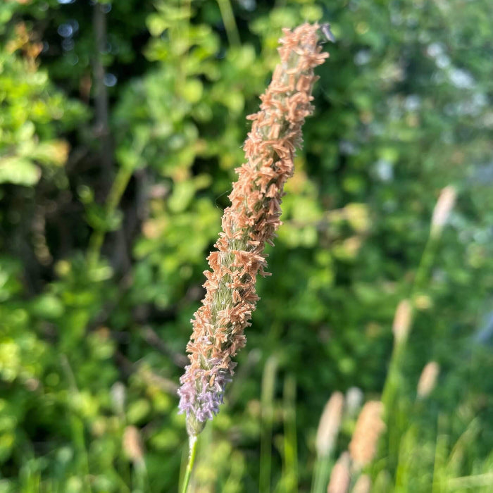 Timothy Grass Seeds - Grass Seeds for Home Gardens