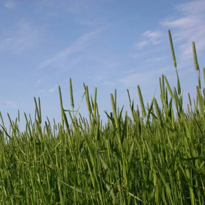 Timothy Grass Seeds - Grass Seeds for Home Gardens