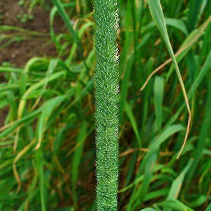 Timothy Grass Seeds - Grass Seeds for Home Gardens