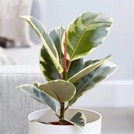 Tineke Rubber Plant seeds - Flower Plant