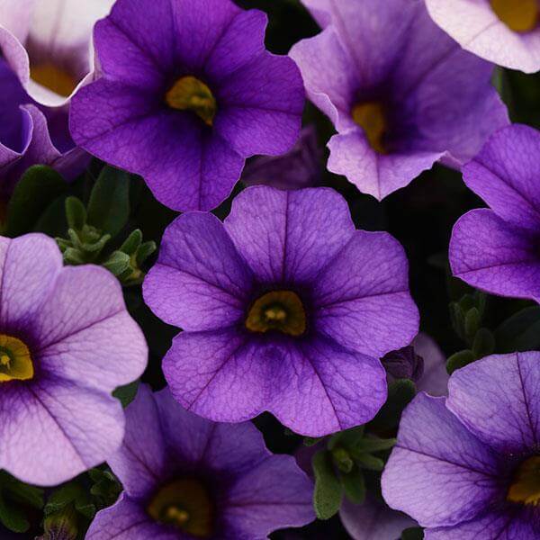Tinted Purple Kabloom Calibrachoa Seeds 