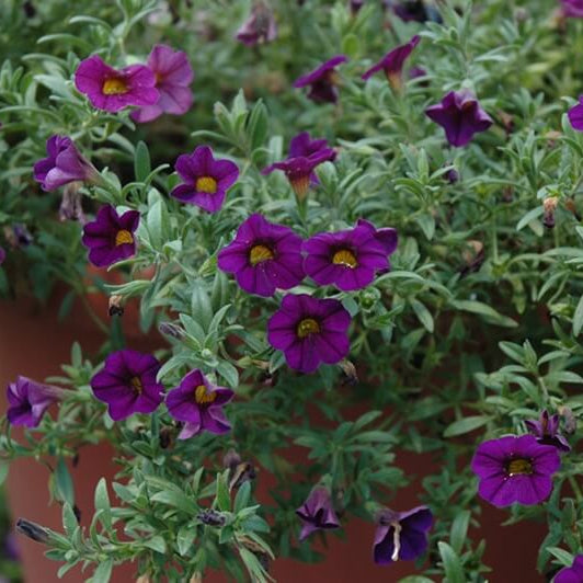 Tinted Purple Kabloom Calibrachoa Seeds 