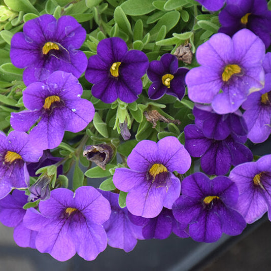 Tinted Purple Kabloom Calibrachoa Seeds 