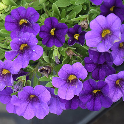Tinted Purple Kabloom Calibrachoa Seeds 